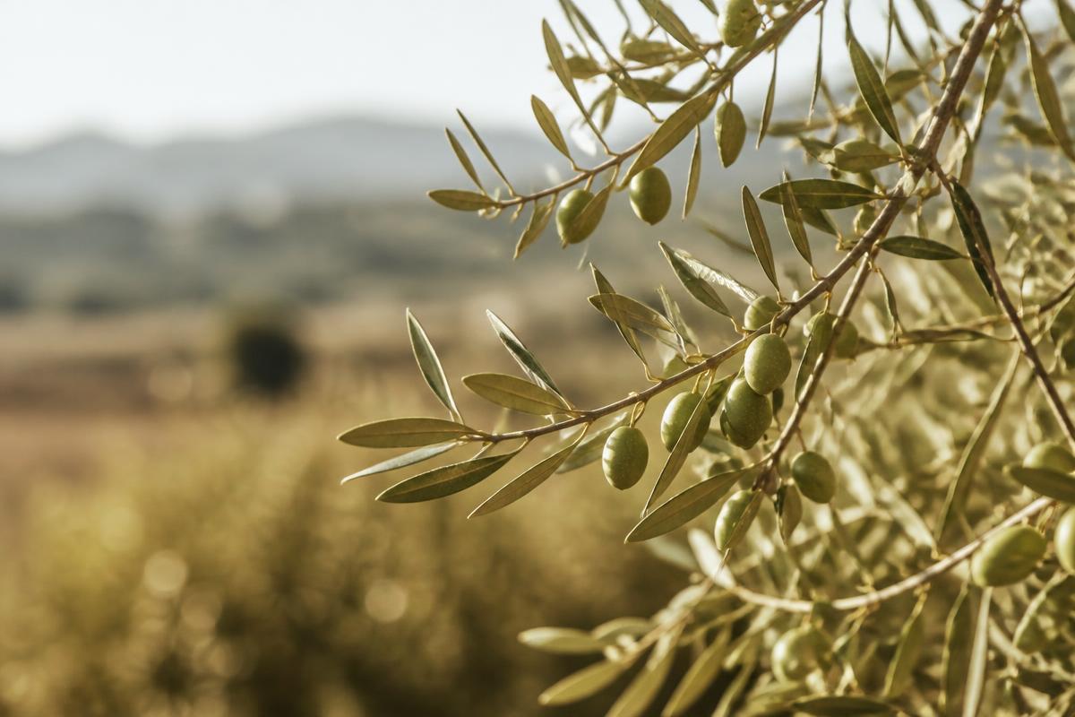 Olive branches in warm morning light
